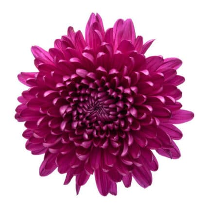 Mum Cremon Tornado Purple sole