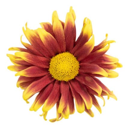 Mum Disbud Nandy gdns