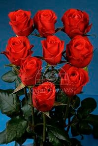 Star 40 florisma