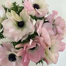 Anemone Mistral Hanoi holl