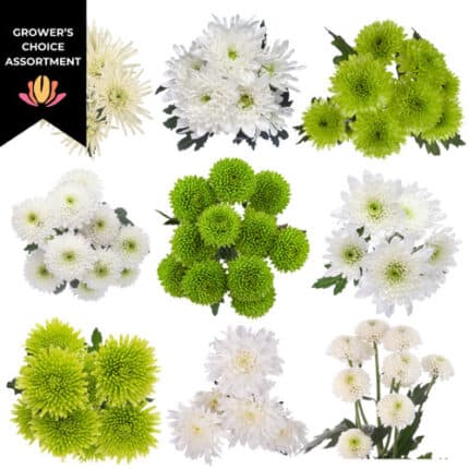Pom Cn Sugar&Mint (14case) gdn