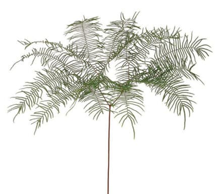 Sea Star Fern flboard