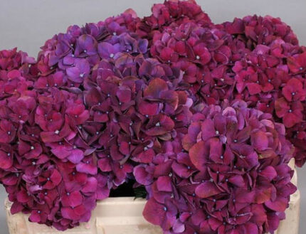 Hydrangea Mag Royal Queen holl