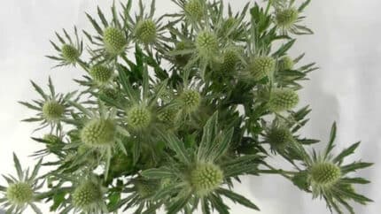 Eryngium Jackpot rfi(5st)