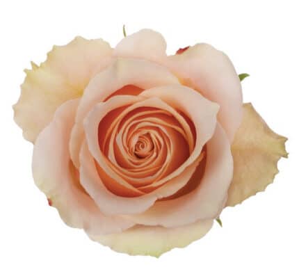 Rose Primavera 50cm rfi