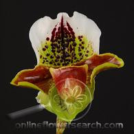 Cypripedium burg,grn,wht (st)