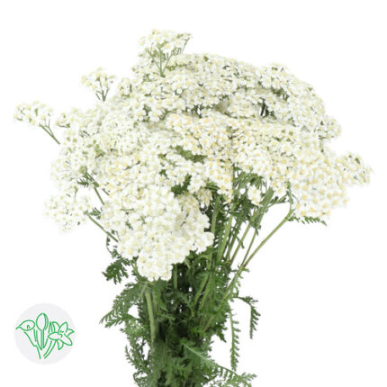 Achillea White Beauty holl