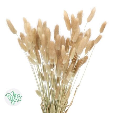 Dried BunnyTail Natural holex