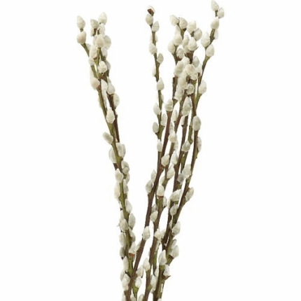 P.Willow holl 100cm