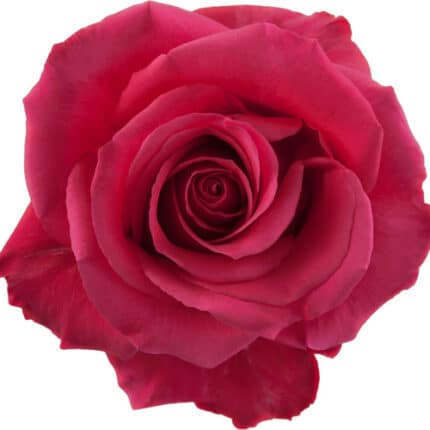 Rose Pink Floyd  50cm rprima