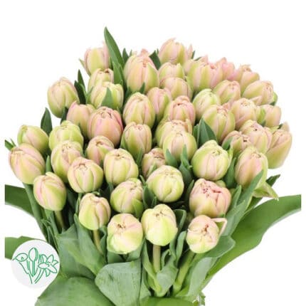 Tulip Dbl Pink Green holl