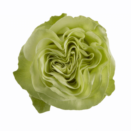 Rose Wasabi 50cm sunrite