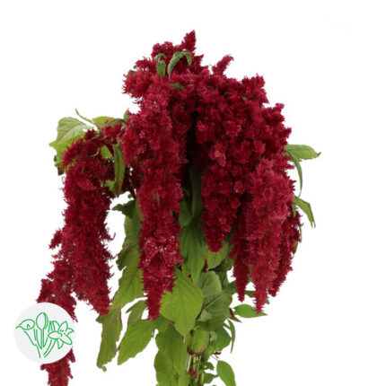 Amaranthus Red Spider holl