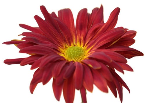 e5f3b3c1-9dae-40fe-b532-594bb397f89d.jpg Mum Red Rovers golden - Image 1