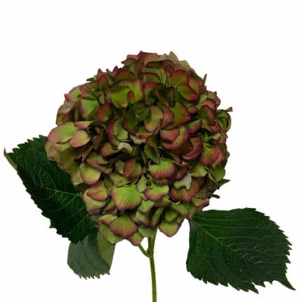 Hydrange Ruby&Green holl(STEM)