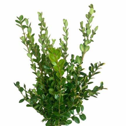Boxwood American