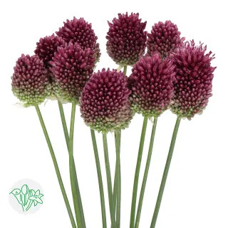 Allium Bullit holl(bunch)