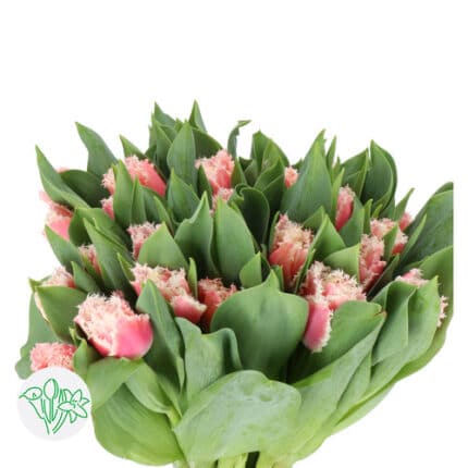 Tulip Frill Hot Pink/White hol