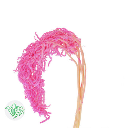 Amaranthus Preserved Hang Pin