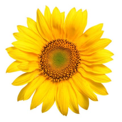 Sunflower  GreeEye vd