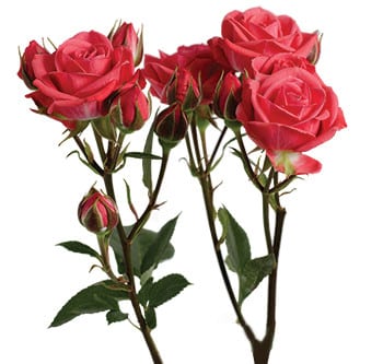 RoseSpray Coral holl