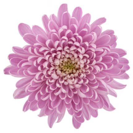 Mum Cremon Lavender rio