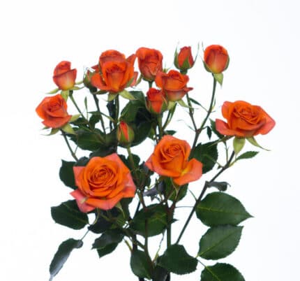 RoseSpray Babe Org by