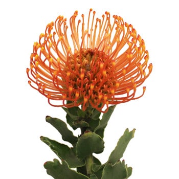 Pins OrgTiara holex(stem)
