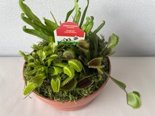 6" Carnivorous Bog Garden