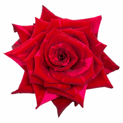 Rose Red Panther 50cm Naranjo