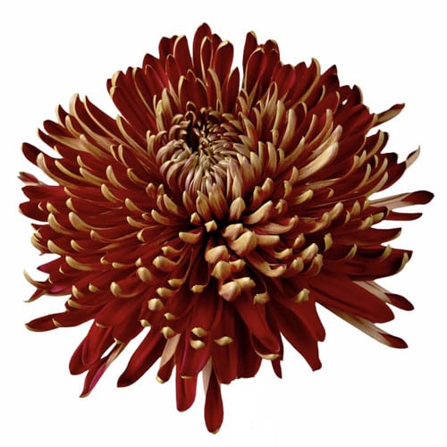 e665867b-5d45-4efb-b6e4-b5c9442f1682.jpg Mum Disbud Cocoa Bronze gdns - Image 1