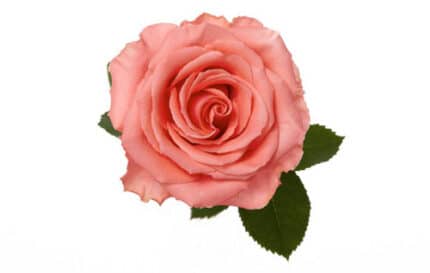 Rose Amsterdam 50cm rfi