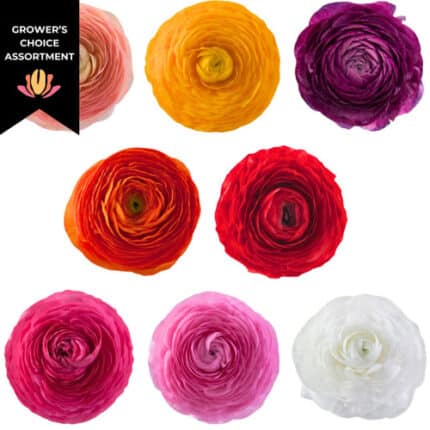 Ranunculus Asst(10case)rio sup