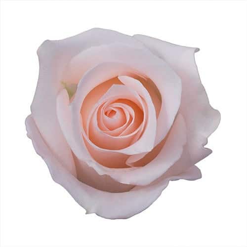 e67343e8-63c5-43b1-bae9-a04541aa928c.jpg Rose Sisana 80cm rprima - Image 1