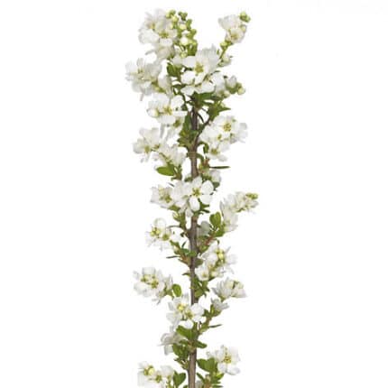 Exochorda White chile(5st)