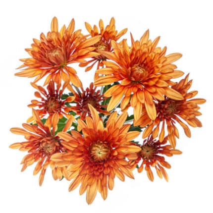 Pom Cushion CopperBronze gdns
