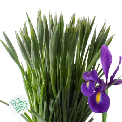 Iris HongKong holl