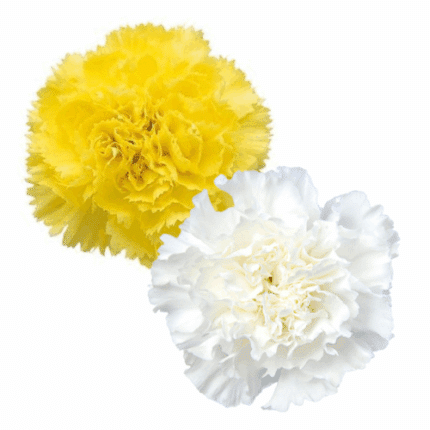 Carn Yellow&White Mix