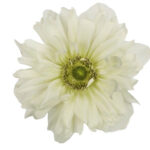 Anemone White Fullstar anton - Image 2
