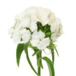 Dianthus Sweet Will White hole