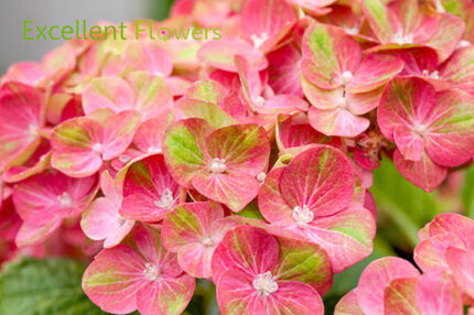 Hydrangea Magic Greenfire by(S
