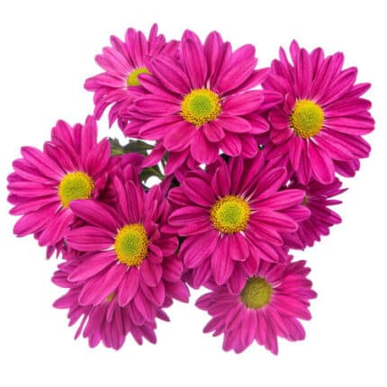 Pom Daisy Show Holex