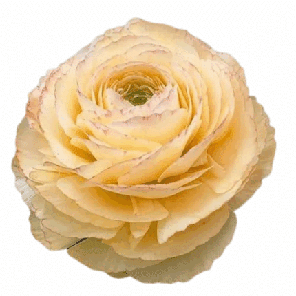 Ranunculus Cloni Success Touar