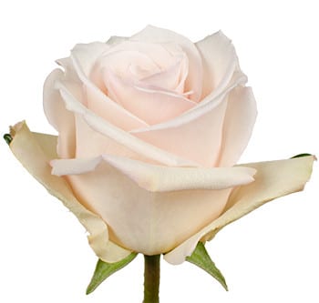 Rose QueenOf Pearl(25st)40rfi