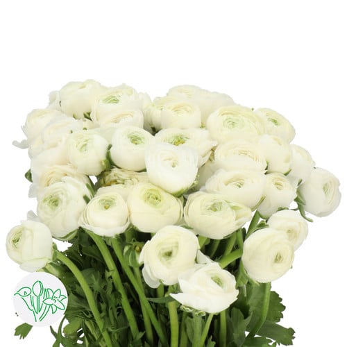 e6b76635-0ffa-40f3-8a46-df8153168d65.jpg Ranunculus Cloony White holl - Image 1