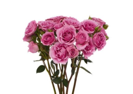 RoseSpray BlueMoon florisol