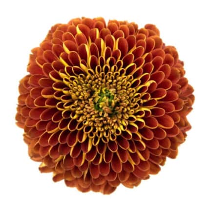 Mum Disbud Ball Org holex(10st