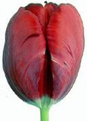 Tulip Parrot Top holland