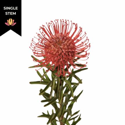 Pins Red Tango anton(STEM)