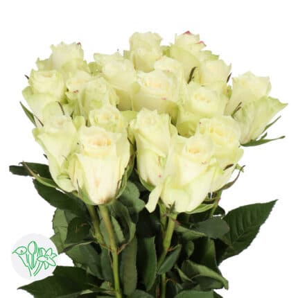 RoseSpray Athena Holl